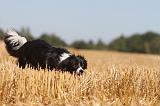 BORDER COLLIE 132